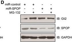 SPOP Antibody