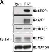 SPOP Antibody