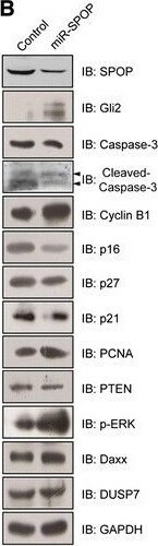 SPOP Antibody