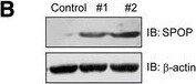SPOP Antibody