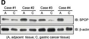 SPOP Antibody