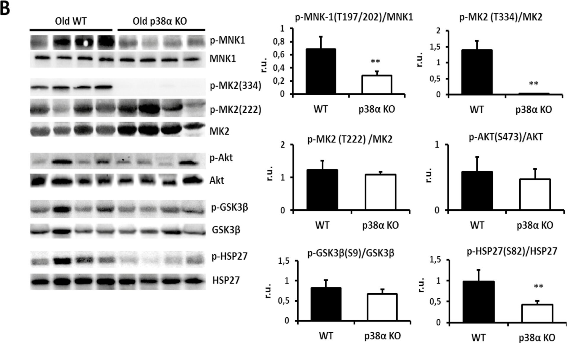 MNK1 Antibody (2F12)