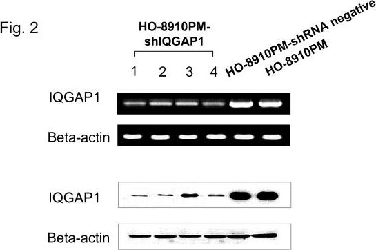 IQGAP1 Antibody (2C5)