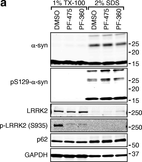 p62/SQSTM1 Antibody (2C11)