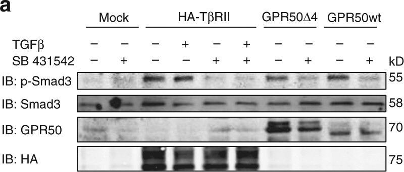 GPR50 Antibody