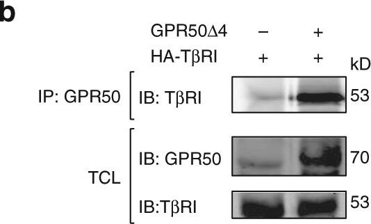 GPR50 Antibody