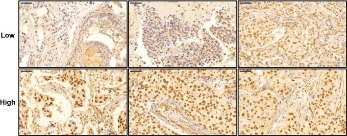 Rev-erb A alpha/NR1D1 Antibody (4F6)