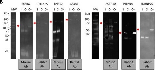 RNF10 Antibody