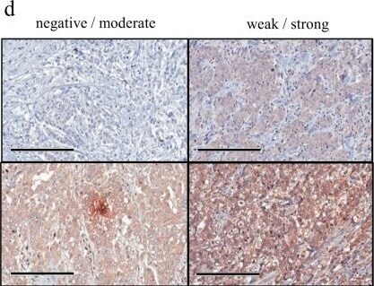 FARP1 Antibody (2D4)