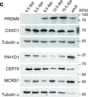 MCRS1 Antibody