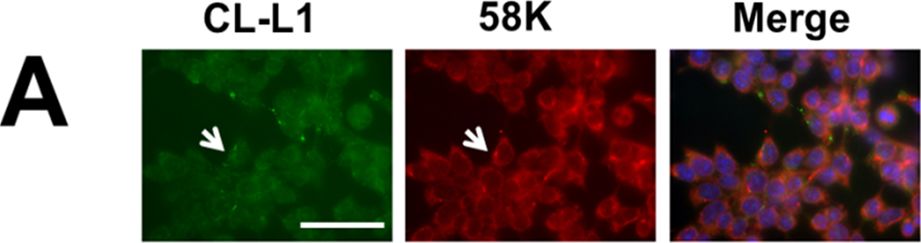 COLEC10 Antibody (4C1)