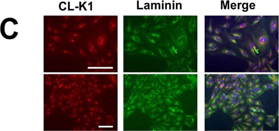 COLEC10 Antibody (4C1)