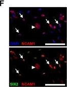 SIX2 Antibody (3D7)