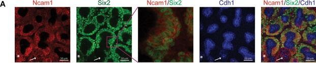 SIX2 Antibody (3D7)