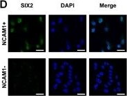 SIX2 Antibody (3D7)
