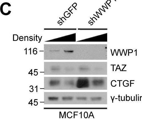 WWP1 Antibody (1A7) - Azide and BSA Free
