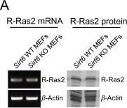 TC21/R-Ras2 Antibody (2D3-4B8)