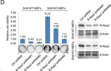 TC21/R-Ras2 Antibody (2D3-4B8)