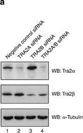 TRA2A Antibody - Azide and BSA Free