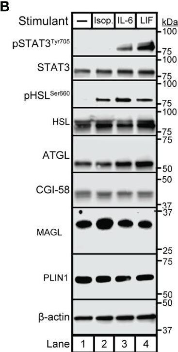 Abhd5 Antibody (1F3) - Azide and BSA Free