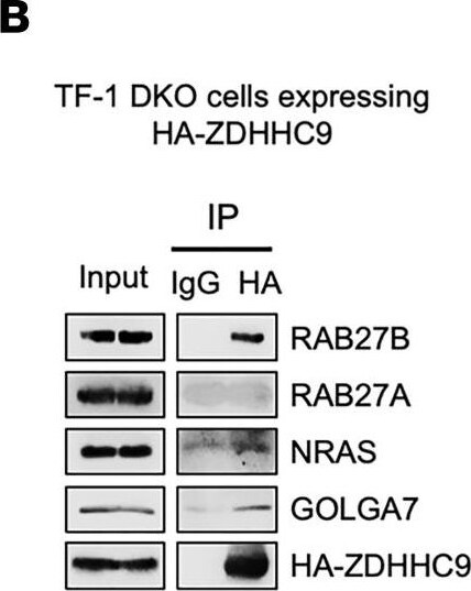 GOLGA7 Antibody (2H8) - Azide and BSA Free