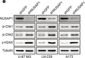 NUSAP1 Antibody