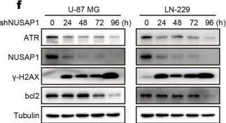 NUSAP1 Antibody