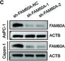 FAM60A Antibody - Azide and BSA Free