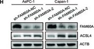 FAM60A Antibody - Azide and BSA Free