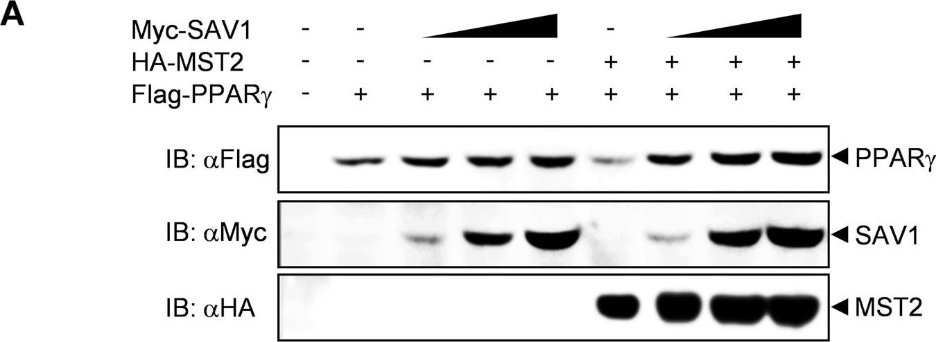 SAV1 Antibody (3B2)