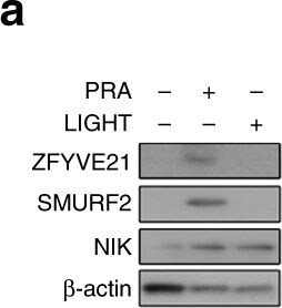 ZFYVE21 Antibody