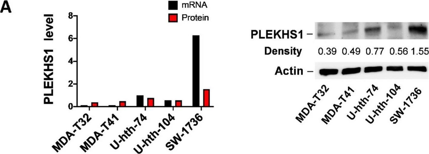 PLEKHS1 Antibody (3B6) - Azide and BSA Free