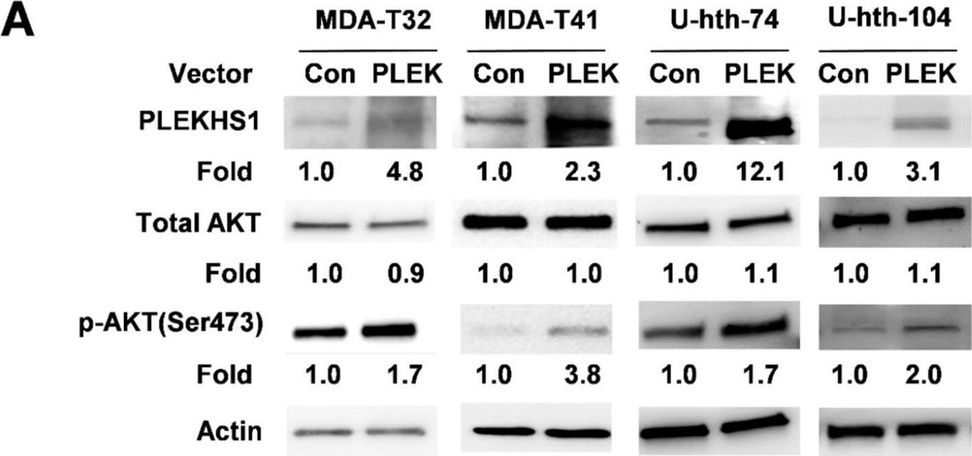 PLEKHS1 Antibody (3B6) - Azide and BSA Free