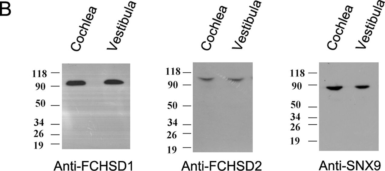 FCHSD1 Antibody (4G4)