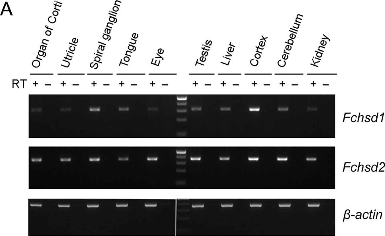 FCHSD1 Antibody (4G4)