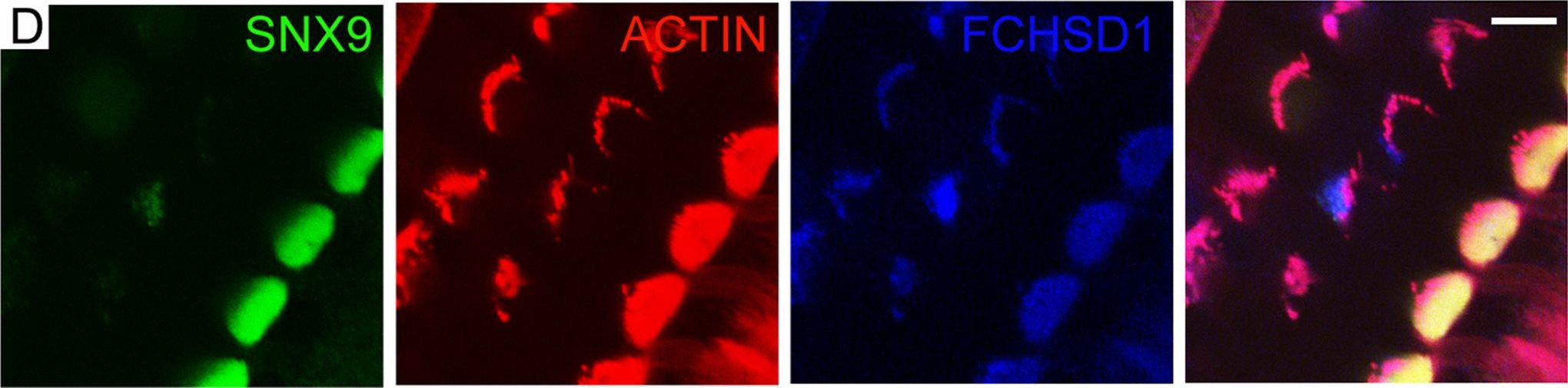 FCHSD1 Antibody (4G4)