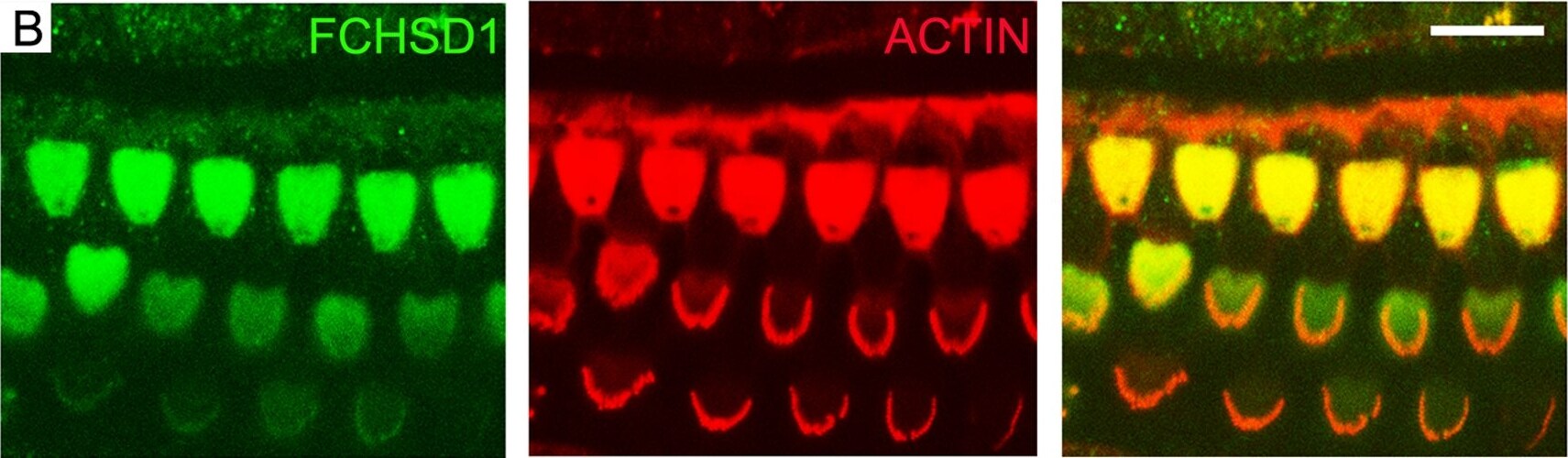 FCHSD1 Antibody (4G4)