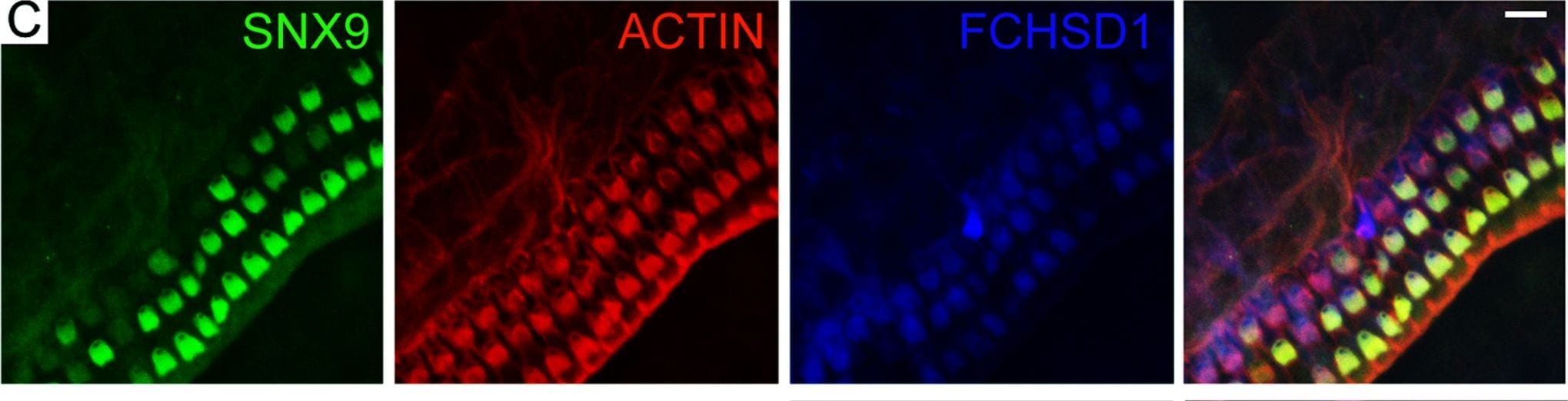 FCHSD1 Antibody (4G4)