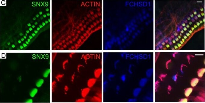 FCHSD1 Antibody (4G4)