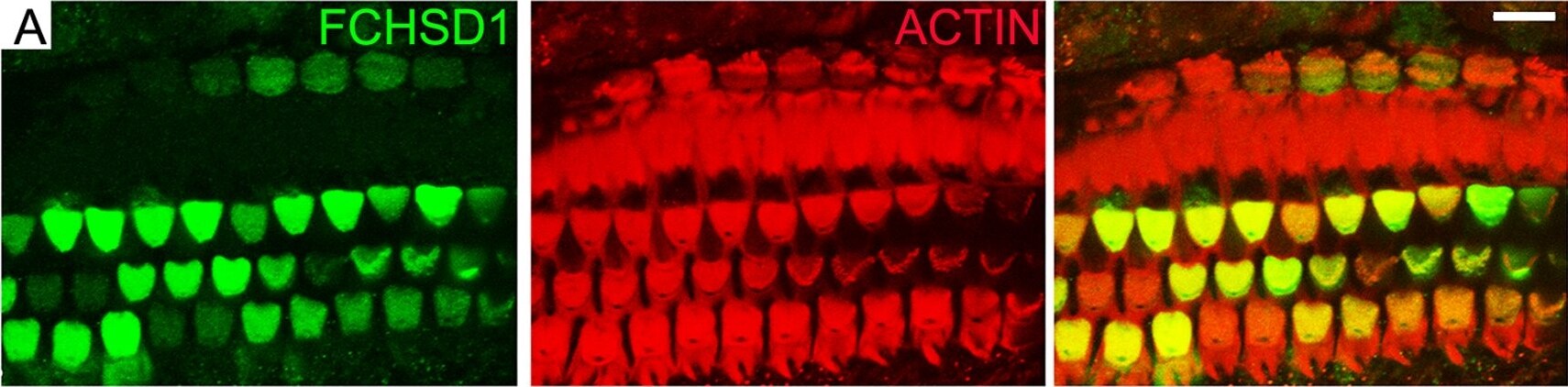 FCHSD1 Antibody (4G4)