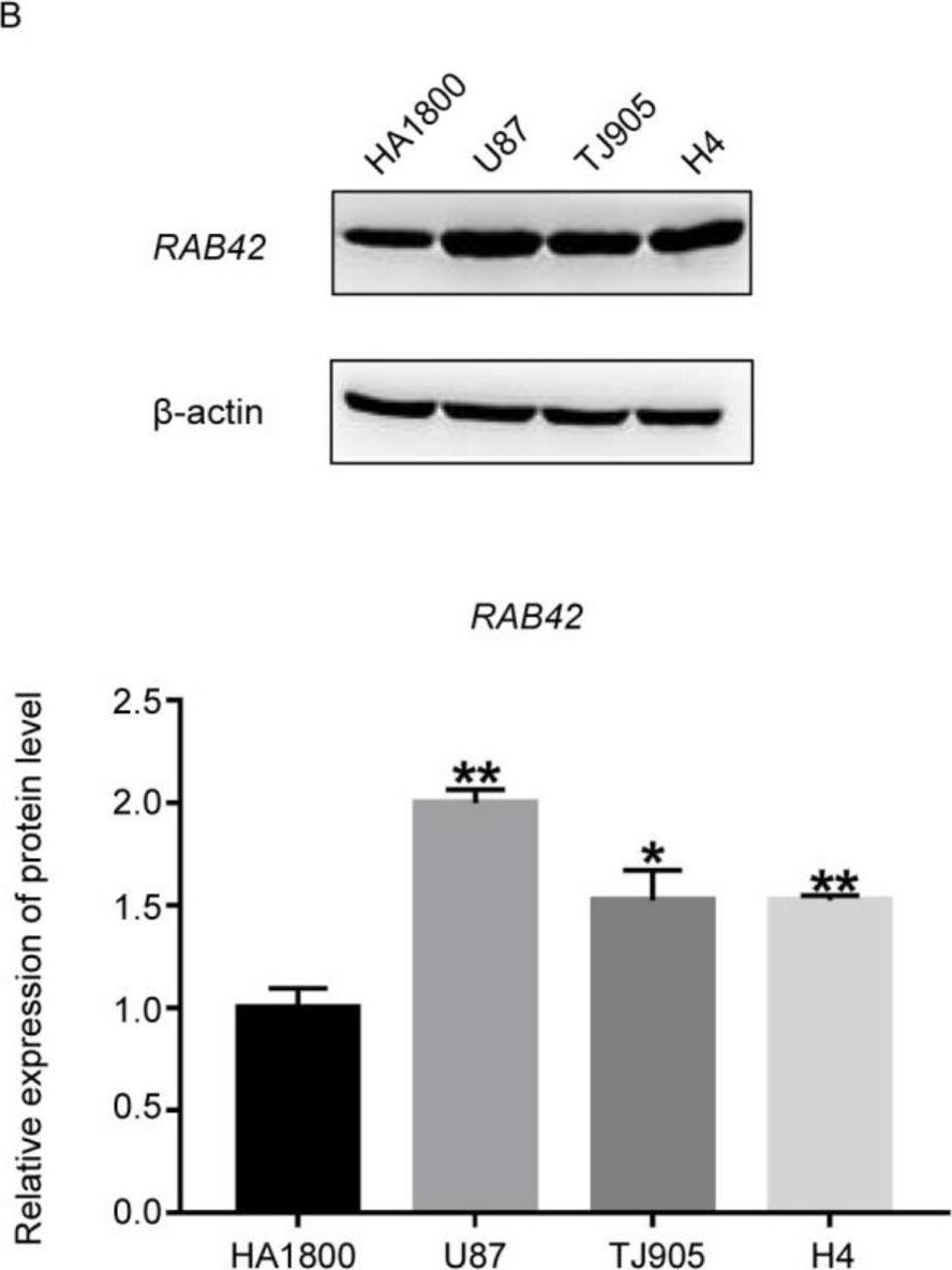 RAB42 Antibody (3A2) - Azide and BSA Free