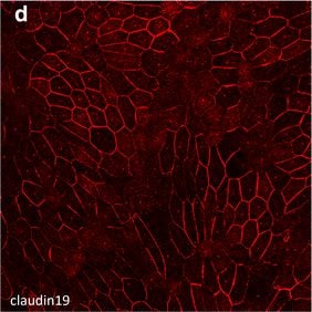 Claudin-19 Antibody (2F2)