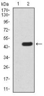 Western Blot: Rad23 Antibody (1E4D6)BSA Free [NBP2-52550]
