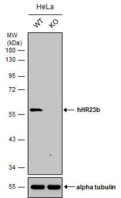 Western-Blot: hHR23b Antibody [NBP2-16825]