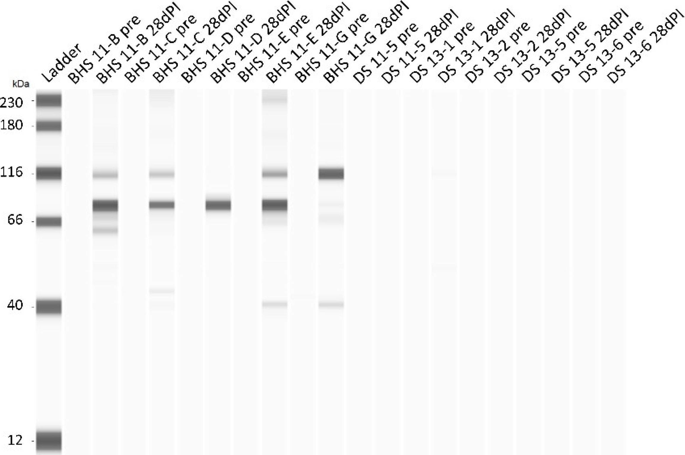 Sheep IgG Horseradish Peroxidase-conjugated Antibody