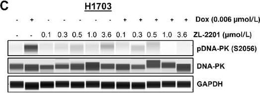 Detection of Human IgG by Simple Western