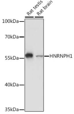 Western Blot: hnRNP H AntibodyAzide and BSA Free [NBP2-93590]