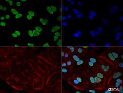 Immunocytochemistry/ Immunofluorescence: hnRNP A1 Antibody (4B10) - BSA Free [NB100-672]