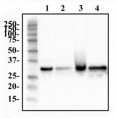 Western Blot: hnRNP A1 Antibody (4B10)BSA Free [NB100-672]
