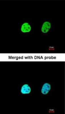 Immunocytochemistry/ Immunofluorescence: hnRNP A1 Antibody [NBP1-32161]